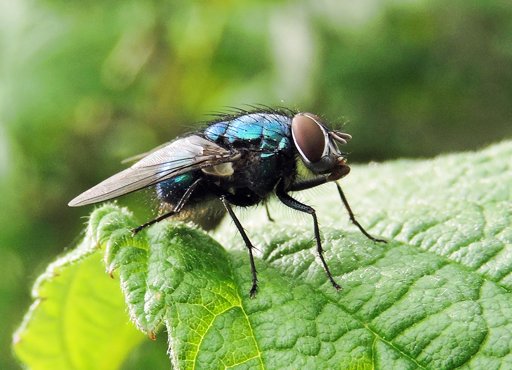 FLY Bill Bagley Photography